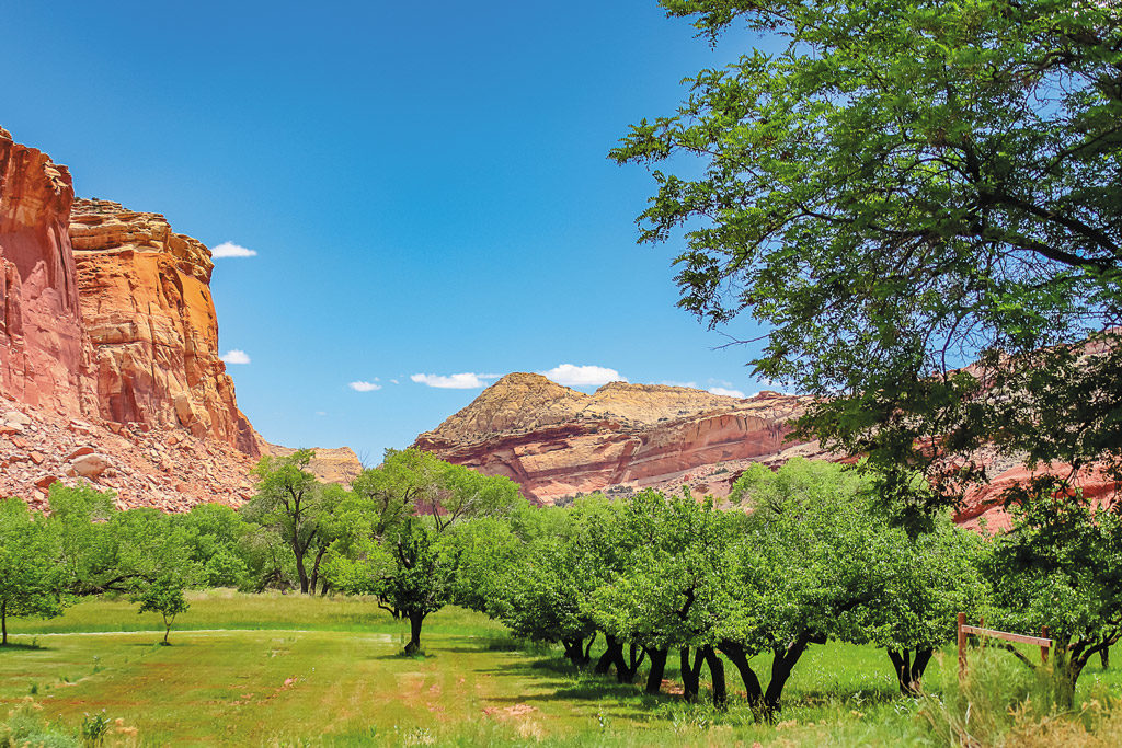 green fruit trees surrounded by rocky outcroppings