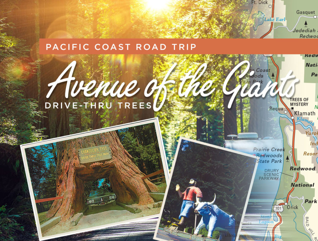 Photo of redwoods and old postcards with text Pacific Coast Road Trip Avenue of the Giants Drive-Thru Trees